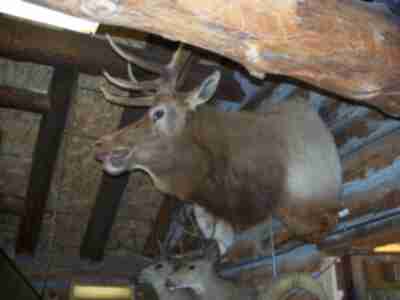 A bull elk in the Wildlife Building