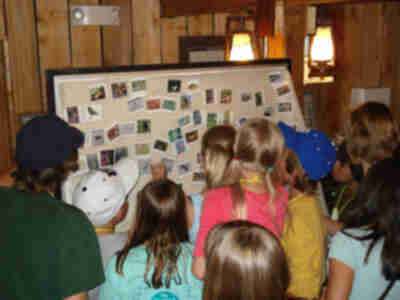 Finding the predators among a variety of animals