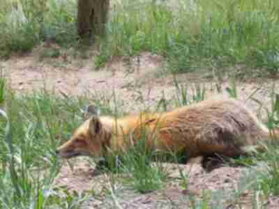 A red fox stalking prey - caught on film by Sandy Stevens