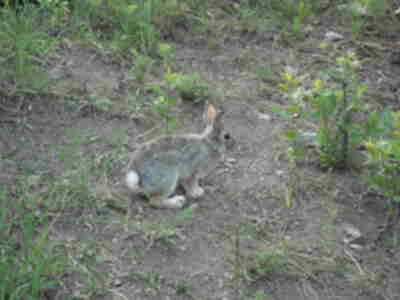 A cottontail rabbit