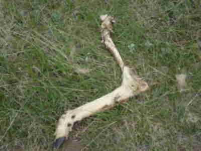 A mule deer leg found during the Point Count Survey