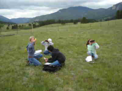 Looking at birds and recording them during a Point Count Survey