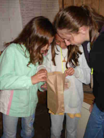 Finding the correct food for a specific type of bird beak