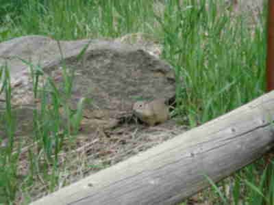 A Richardson's Ground Squirrel near the barn