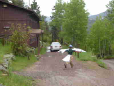 The bird taking off for flight