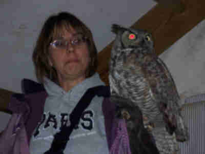 A Great-Horned Owl