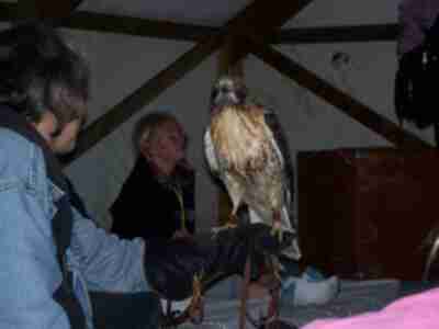 The Red-Tailed Hawk