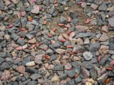 "Kidneus beaneus" foraging amongst the rocks