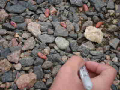 Marking "Kidneus beaneus" as part of the Mark-Recapture technique of estimating population size.