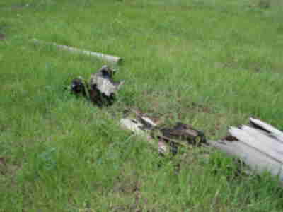 Evidence of a prescribed fire that occured in the meadow in February 2006