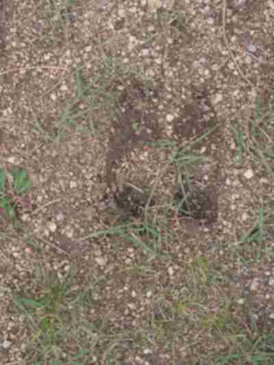 An elk track on the trail