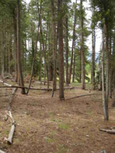 A lodgepole pine stand with virtually no forage on the ground.