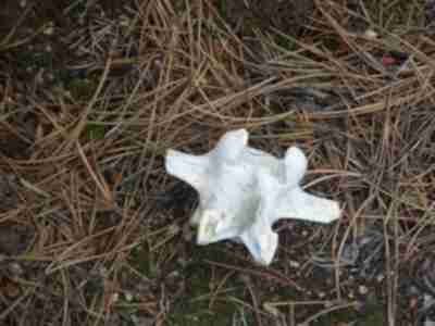 The vertebrae of an elk found in the trees
