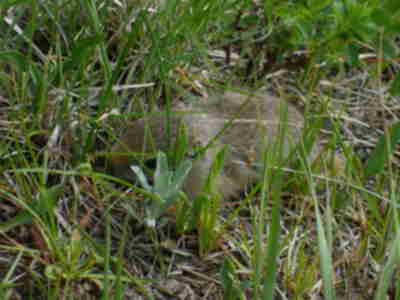 A Richardson's Ground Squirrel that refused to go into its hole.