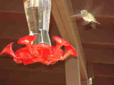 A hummingbird approaching one of the feeders on the deck of the Dining Hall
