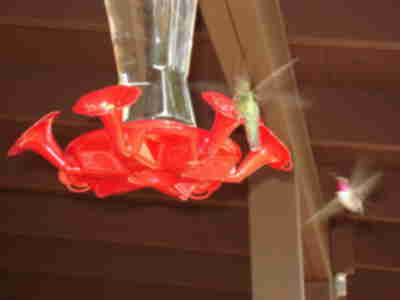 Two hummingbirds at the feeders