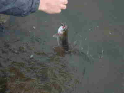 Our first catch of the day - caught by Matt on his second cast.