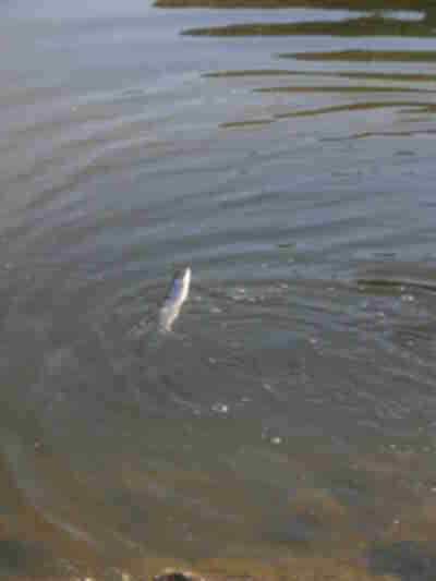 Caitie's fish she caught