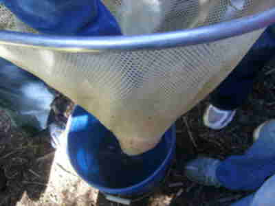 Transferring one of the fish to the bucket