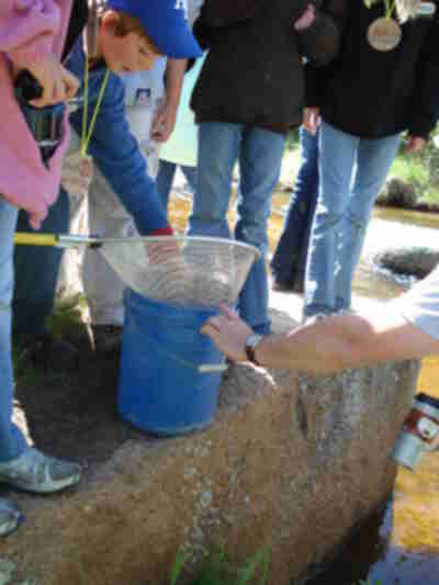 Transferring another fish to the bucket