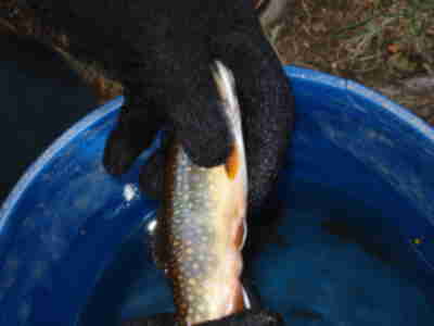 One of the Brook Trout caught during Electrofishing
