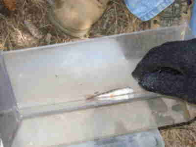A small brook trout being weighed