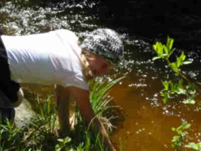 Madelyn looking for nymphs on the underside of rocks in the stream