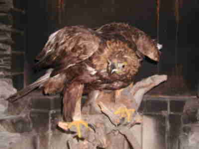 A Golden Eagle in the Wildlife Building