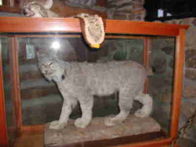A lynx in the Wildlife Building