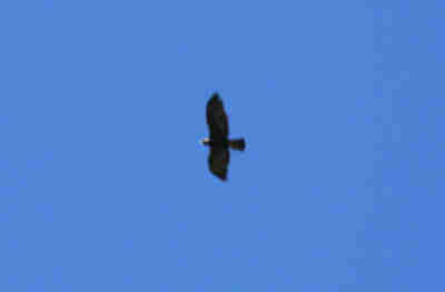 A juvenile bald eagle that the teachers and leaders saw.
