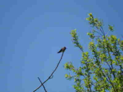 A hummingbird