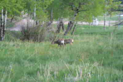 Mule Deer we saw on Monday night in front of the barn