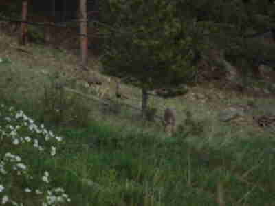 The mule deer moving up a hill
