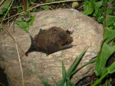 The dead bat, a predator