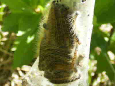 Some caterpillars along the Mountain Ecology Trail