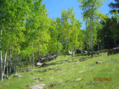 An aspen grove on the Mountain Ecology trail