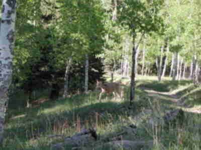 A deer we saw on the way to the Upper Meadow