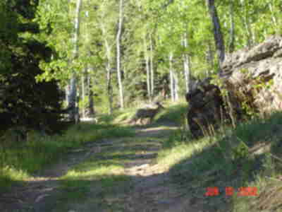 Another one of the deer.