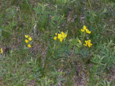 Golden Banner flowers