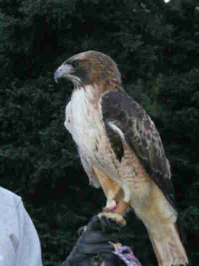 Tristan, a red-tailed hawk