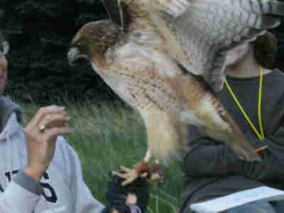 Pam trying to fluff up Tristan's chest feathers to show their thickness