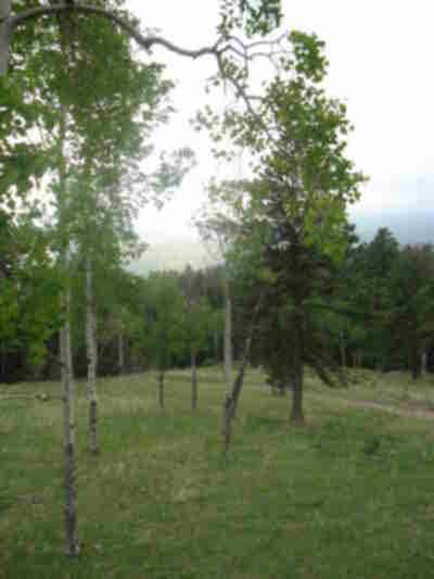 The view from the tent in the morning