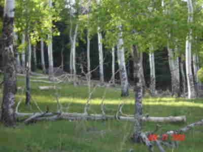 Aspens in the Upper Meadow