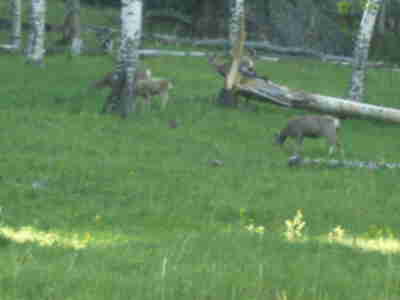 Deer on the hike down from the Upper Meadow