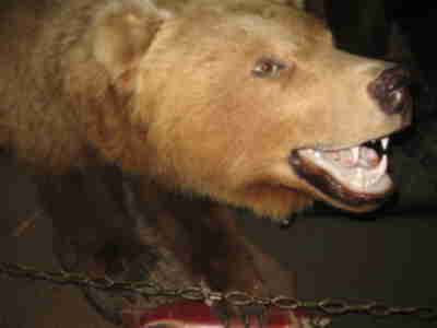 A grizzly bear in the Wildlife Building