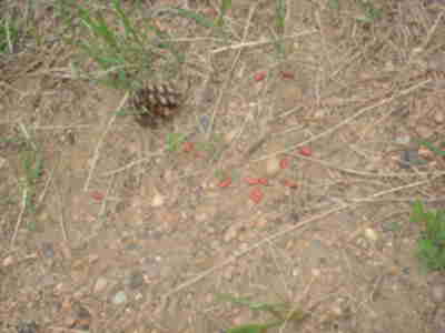 Kidneaus beaneus in it's habitat