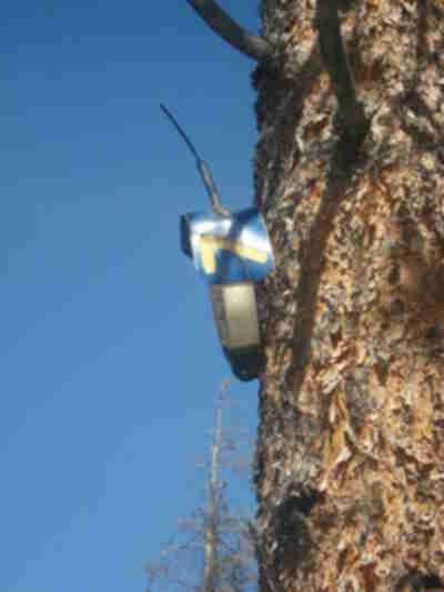 The radio collar we found