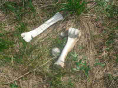An elk leg bone