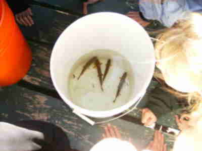 Some of the Brown Trout we caught