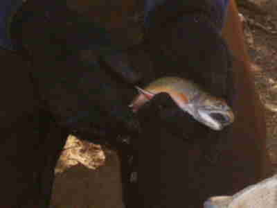One of the Brown Trout we caught being measured and weighed